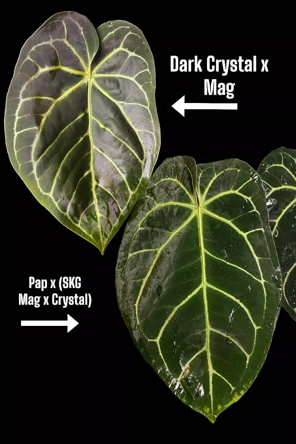 plant/Bundle of 5 potted-0