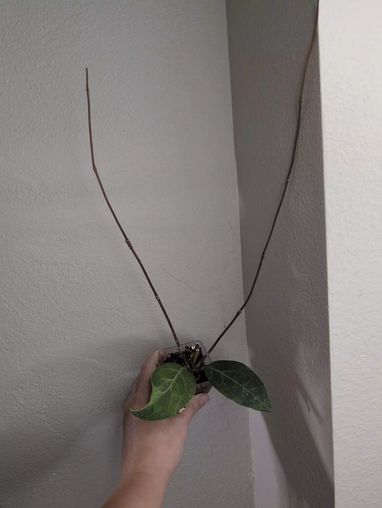 plant/Hoya verticillata ‘Tanggamus Albomarginata’-1