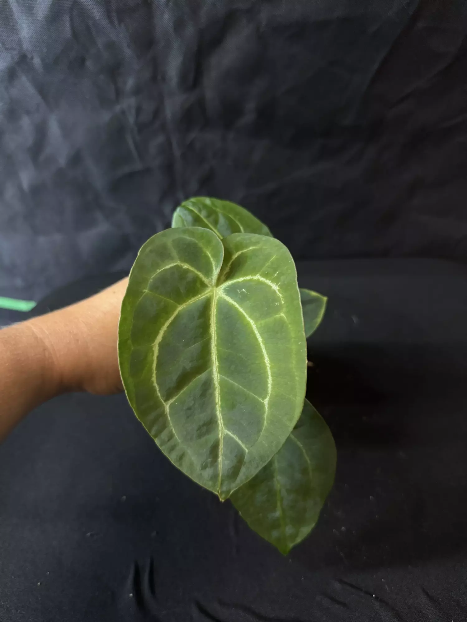plant/P35-5 [(mag x aos)x(forgetii x carla)] x [(KOS x dorayaki) x Velvet Mask]-0