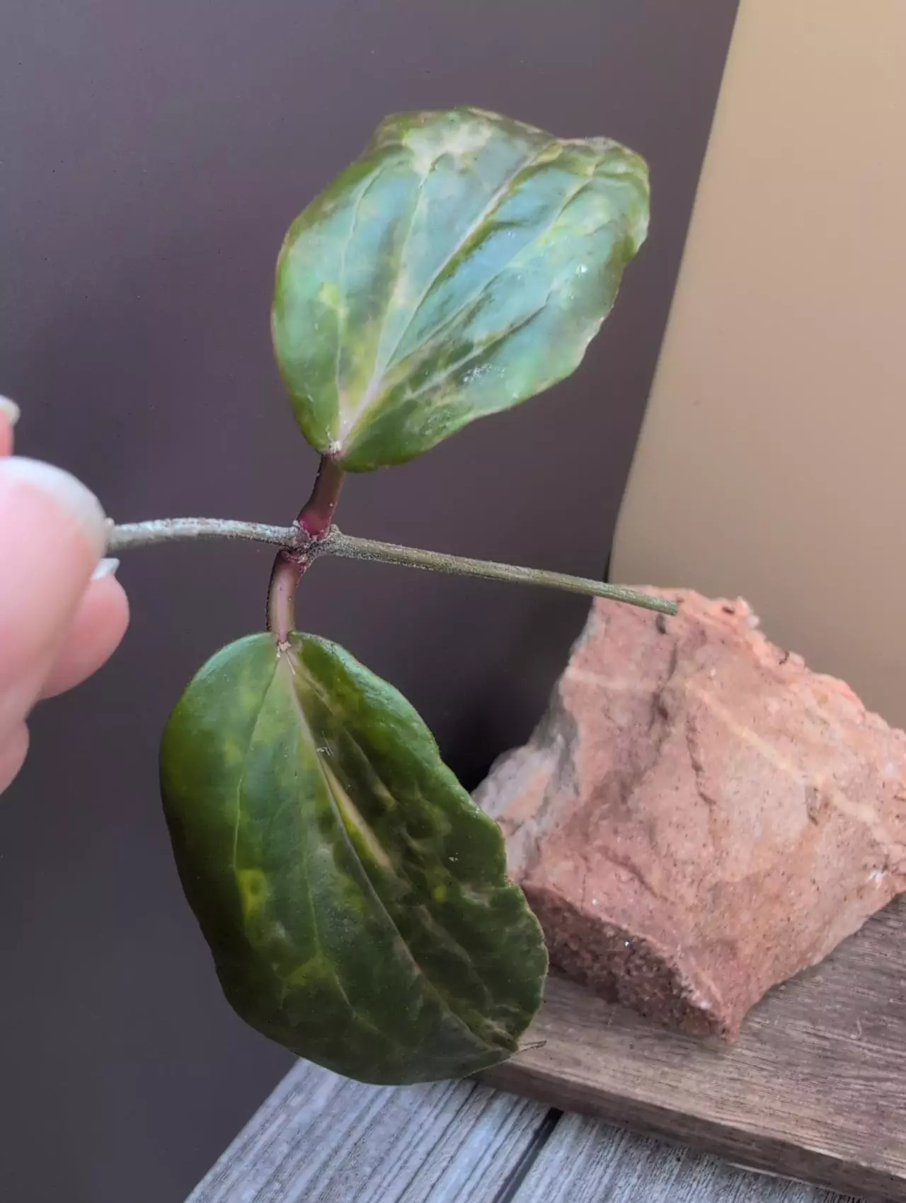 plant/Hoya Crocodile top cut-1