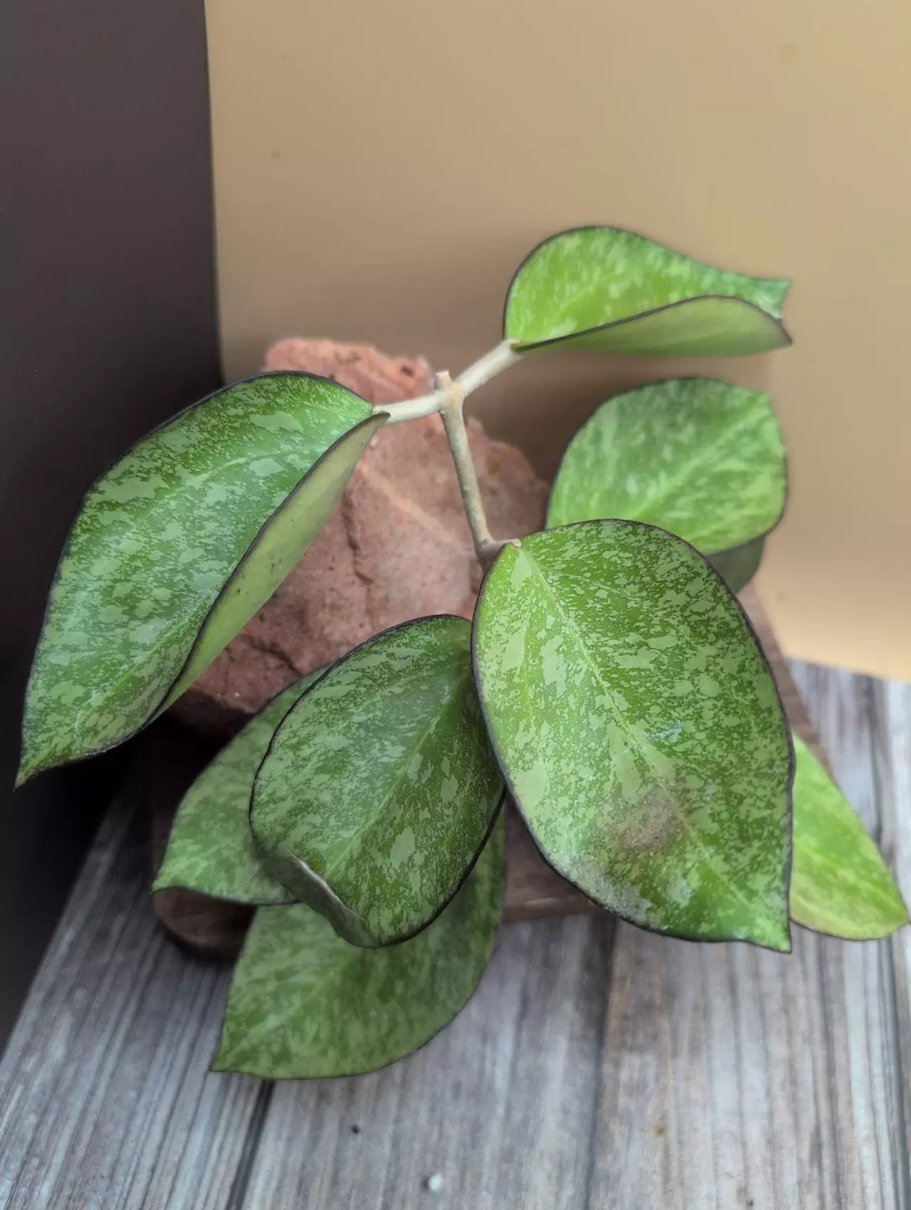 plant/Hoya 'Icensis' (Splash) (formerly Patcharawalai 023)-0