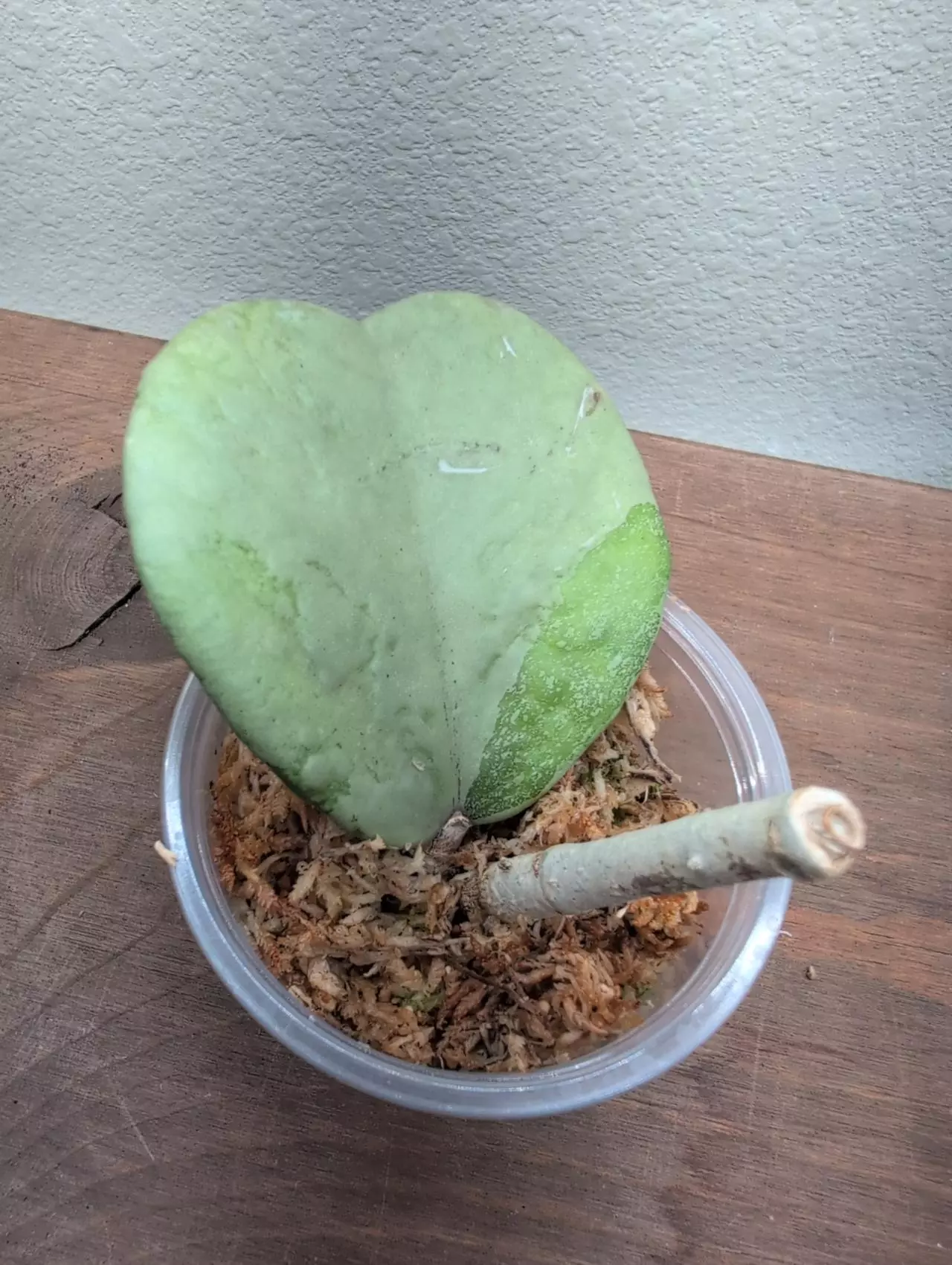 plant/Hoya kerrii (silver)-1