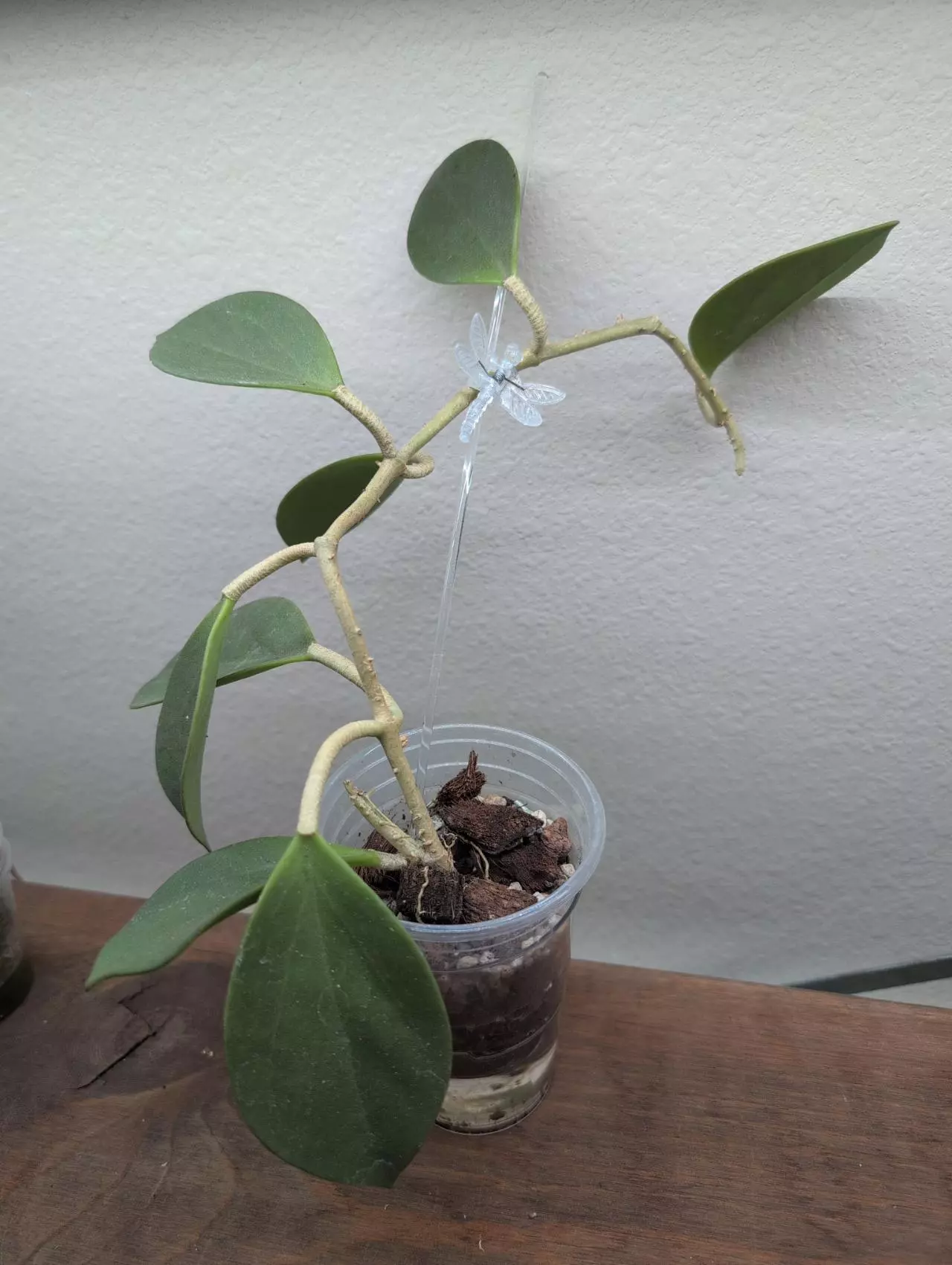 plant/Hoya subquintuplinervis (formerly H. pachyclada)-2