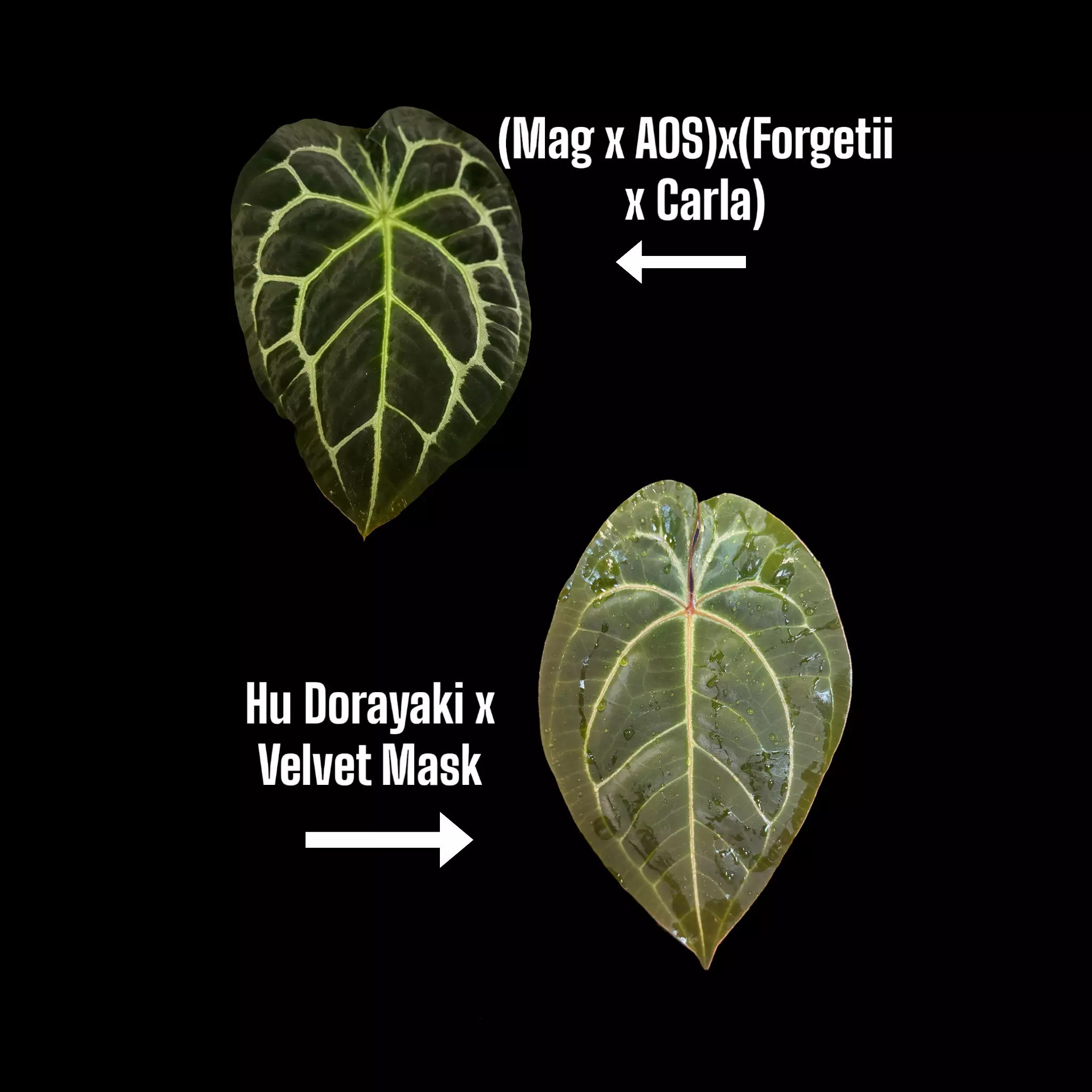 plant/P35-5 [(mag x aos)x(forgetii x carla)] x [(KOS x dorayaki) x Velvet Mask]-3