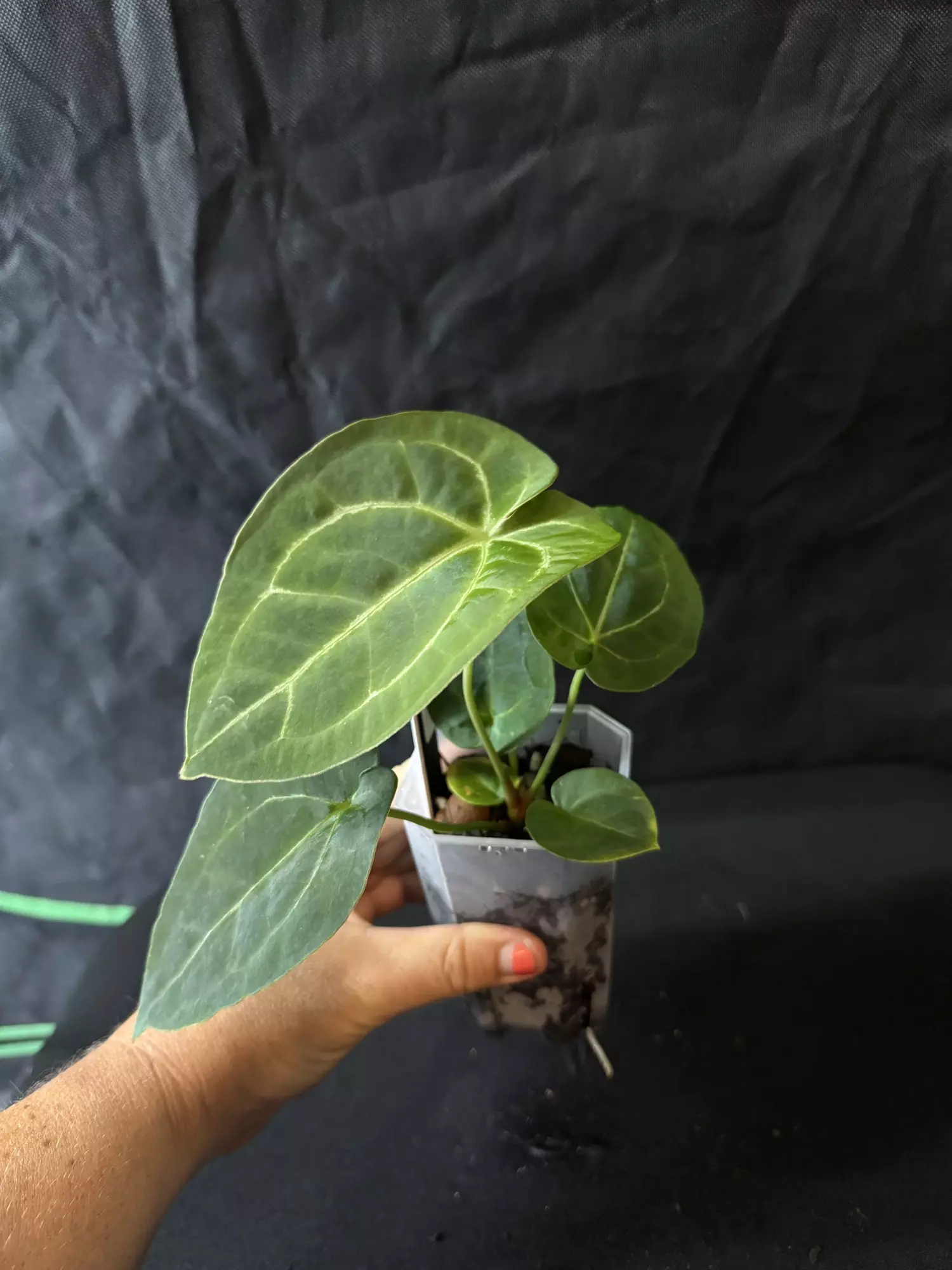 plant/P35-5 [(mag x aos)x(forgetii x carla)] x [(KOS x dorayaki) x Velvet Mask]-1