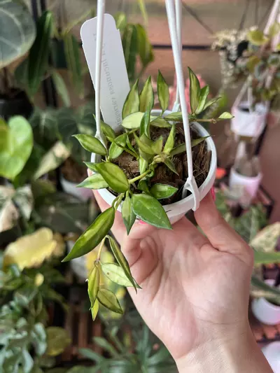 plant/Hoya lacunosa variegated HB-0-thumbnail