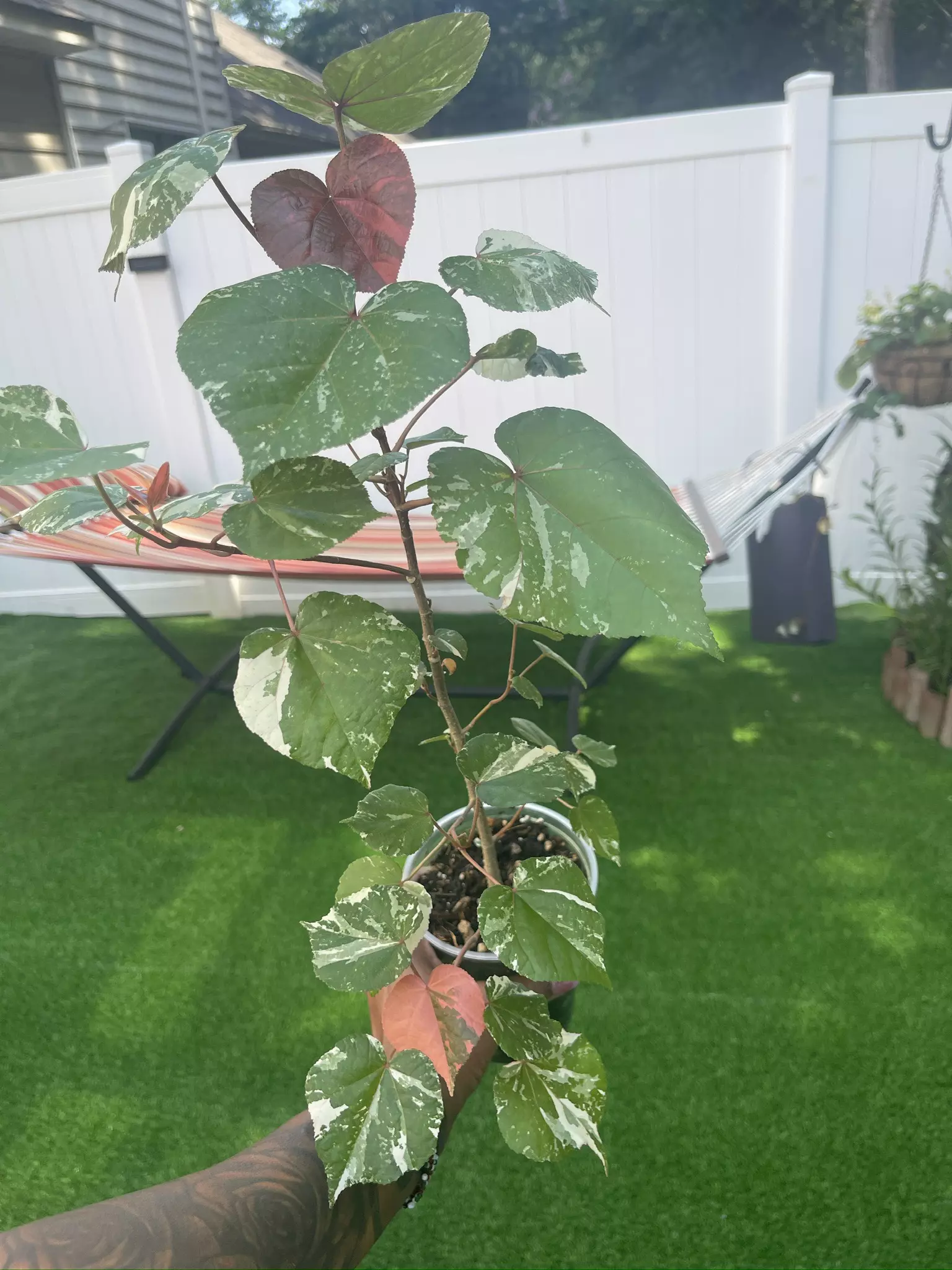 plant/Var Mahoe-0