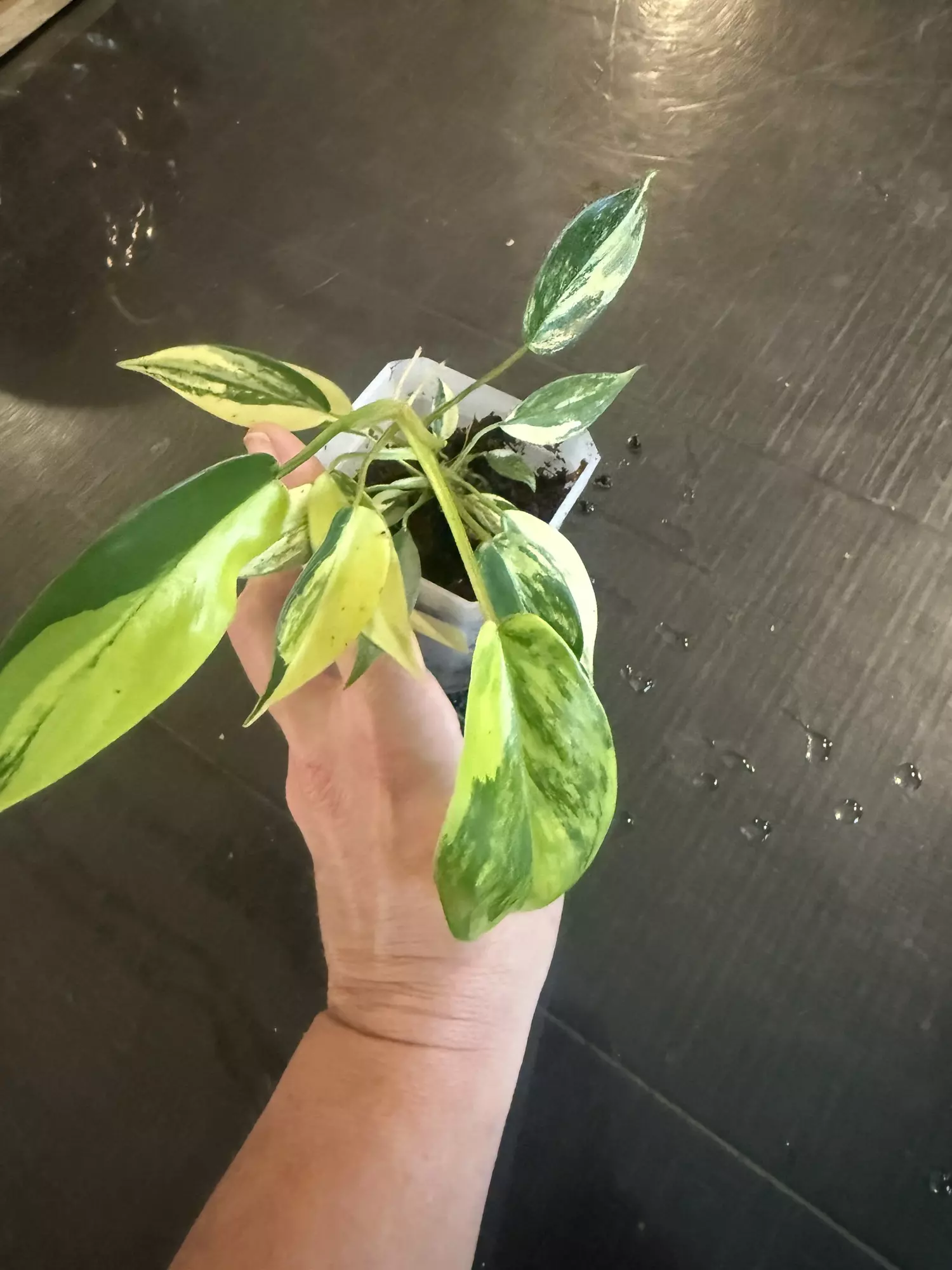 plant/Fl Beauty TC-0