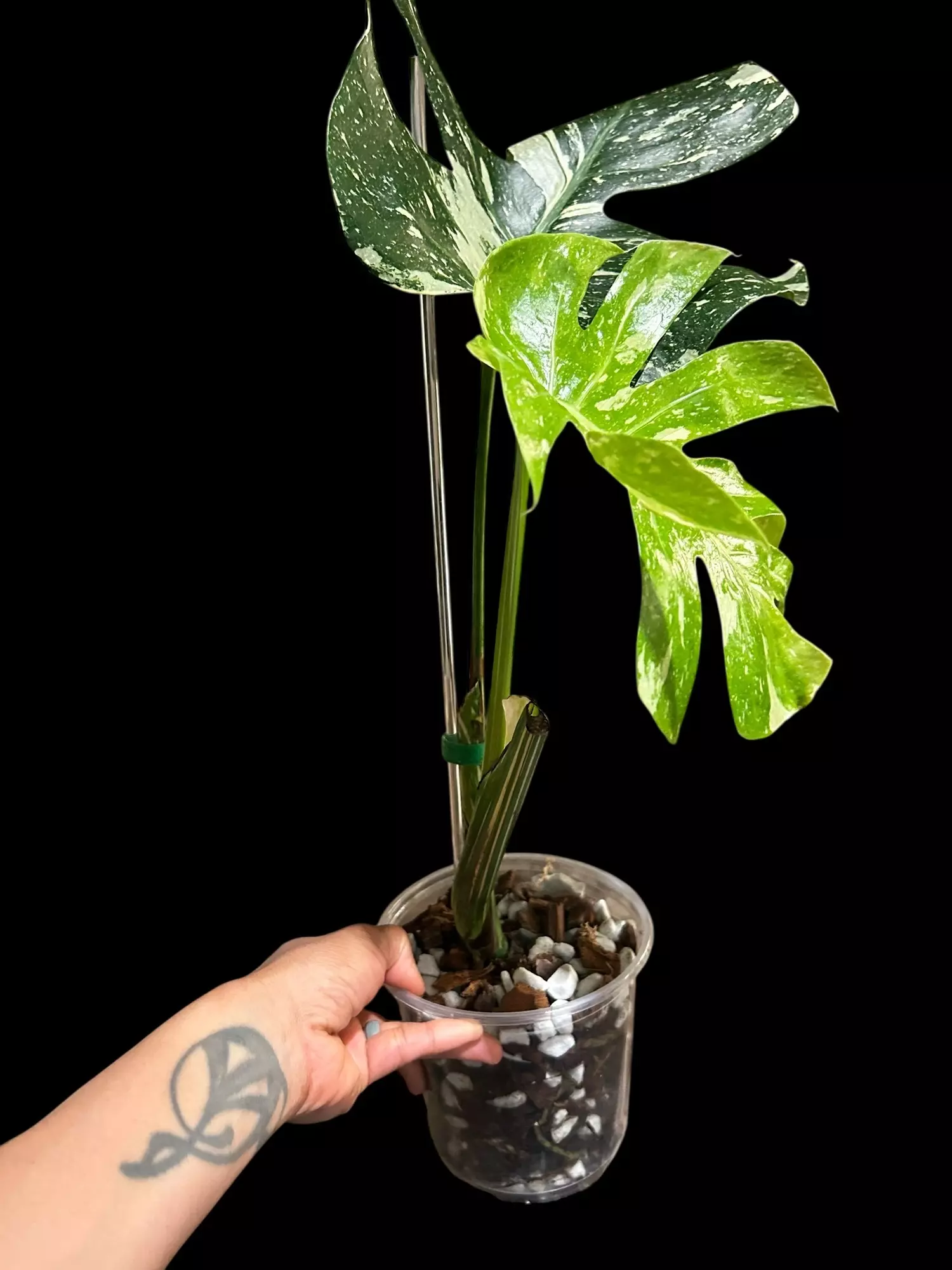 plant/M. Thai constellation-2