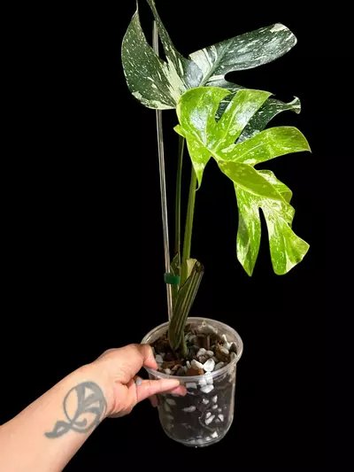 plant/M. Thai constellation-2-thumbnail