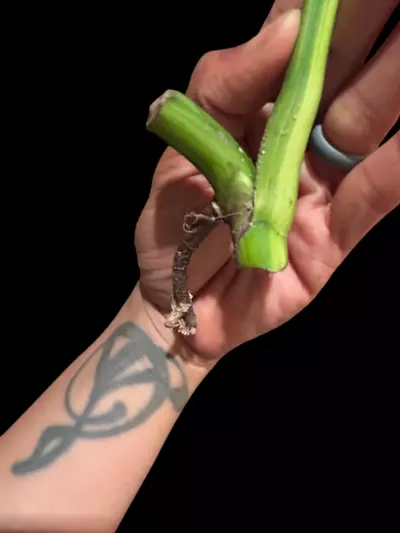 plant/M. Aurea tricolor mid cut-1-thumbnail