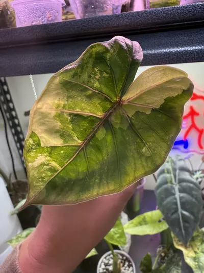 plant/Yucatan Princess Aurea-0-thumbnail