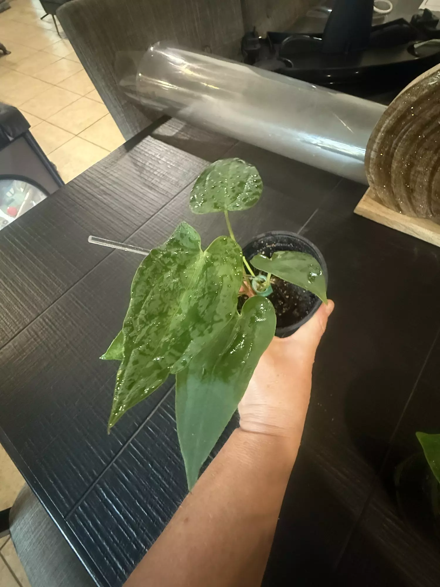 plant/Crystal x pap-0