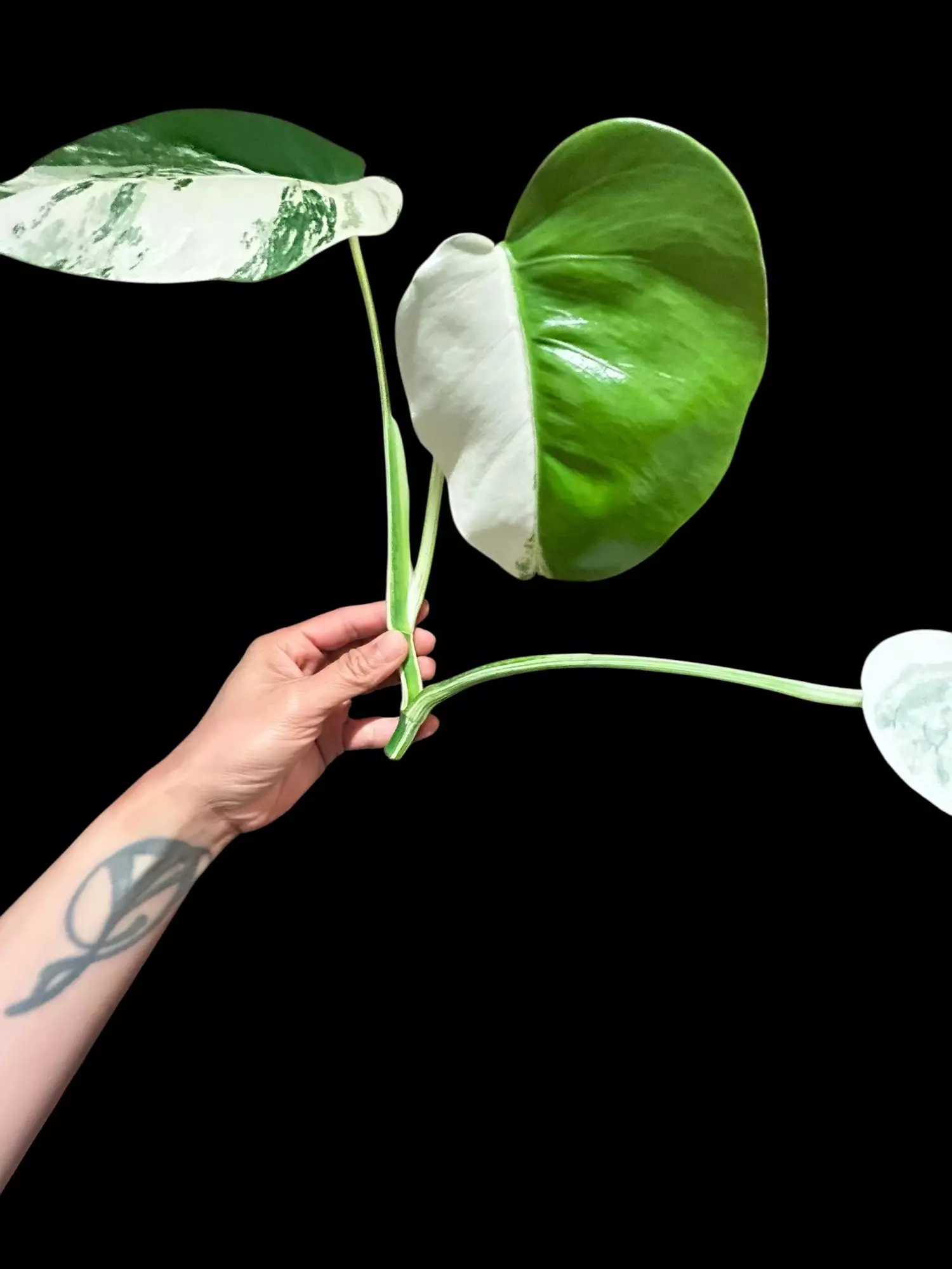 plant/M. Albo 3 leaf half moon top cut-1
