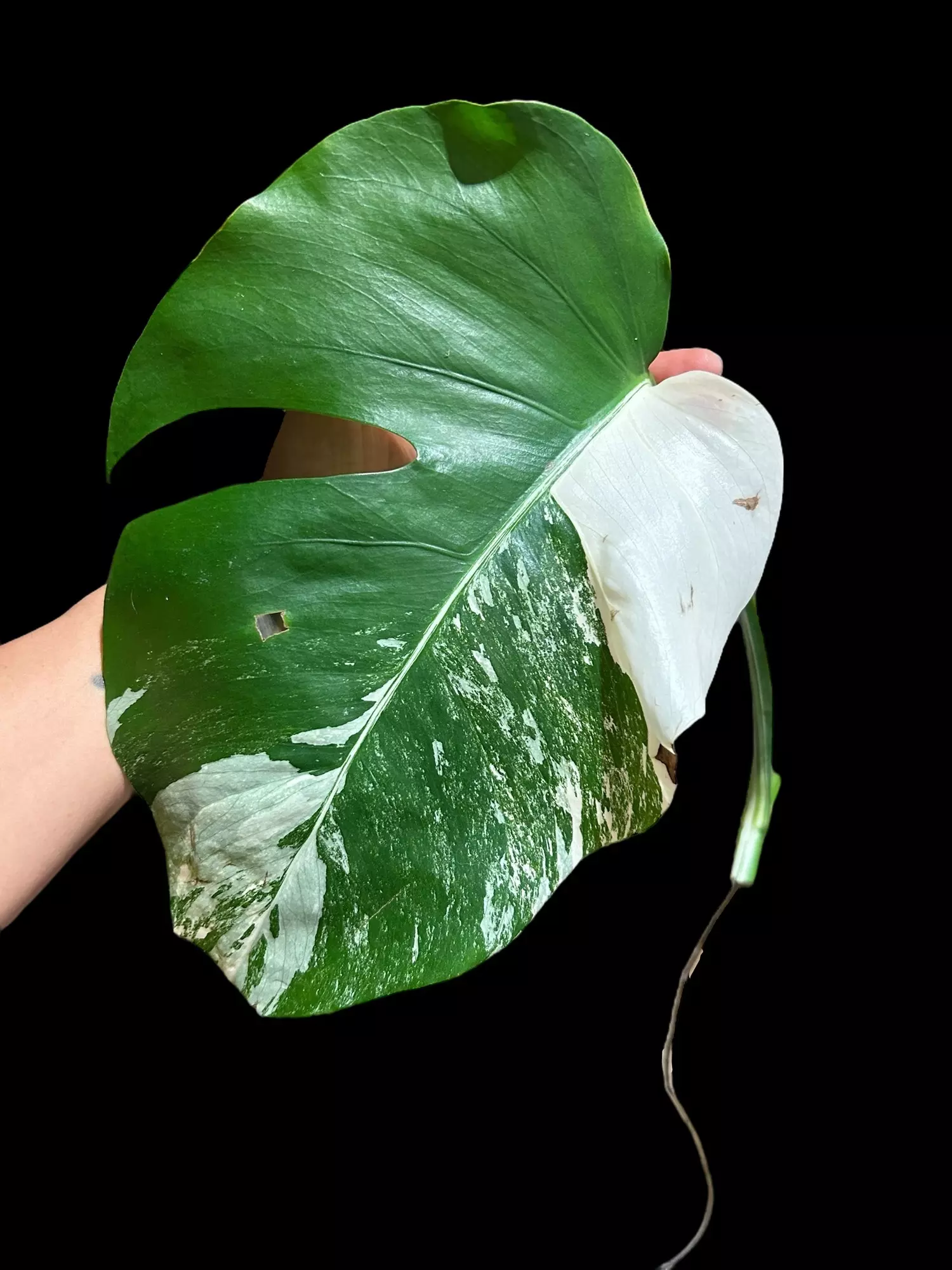 plant/M. Albo mid cut-0