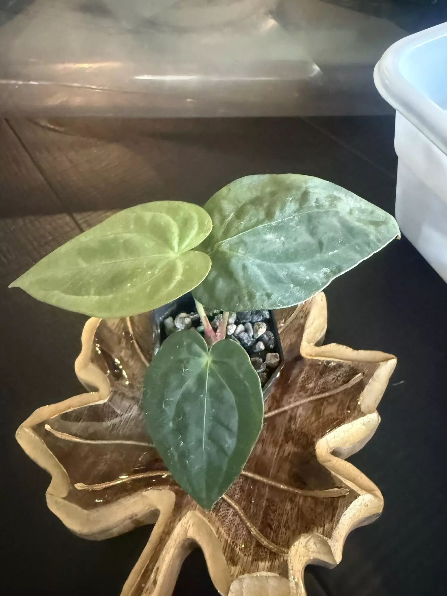 plant/ZM x pap-0