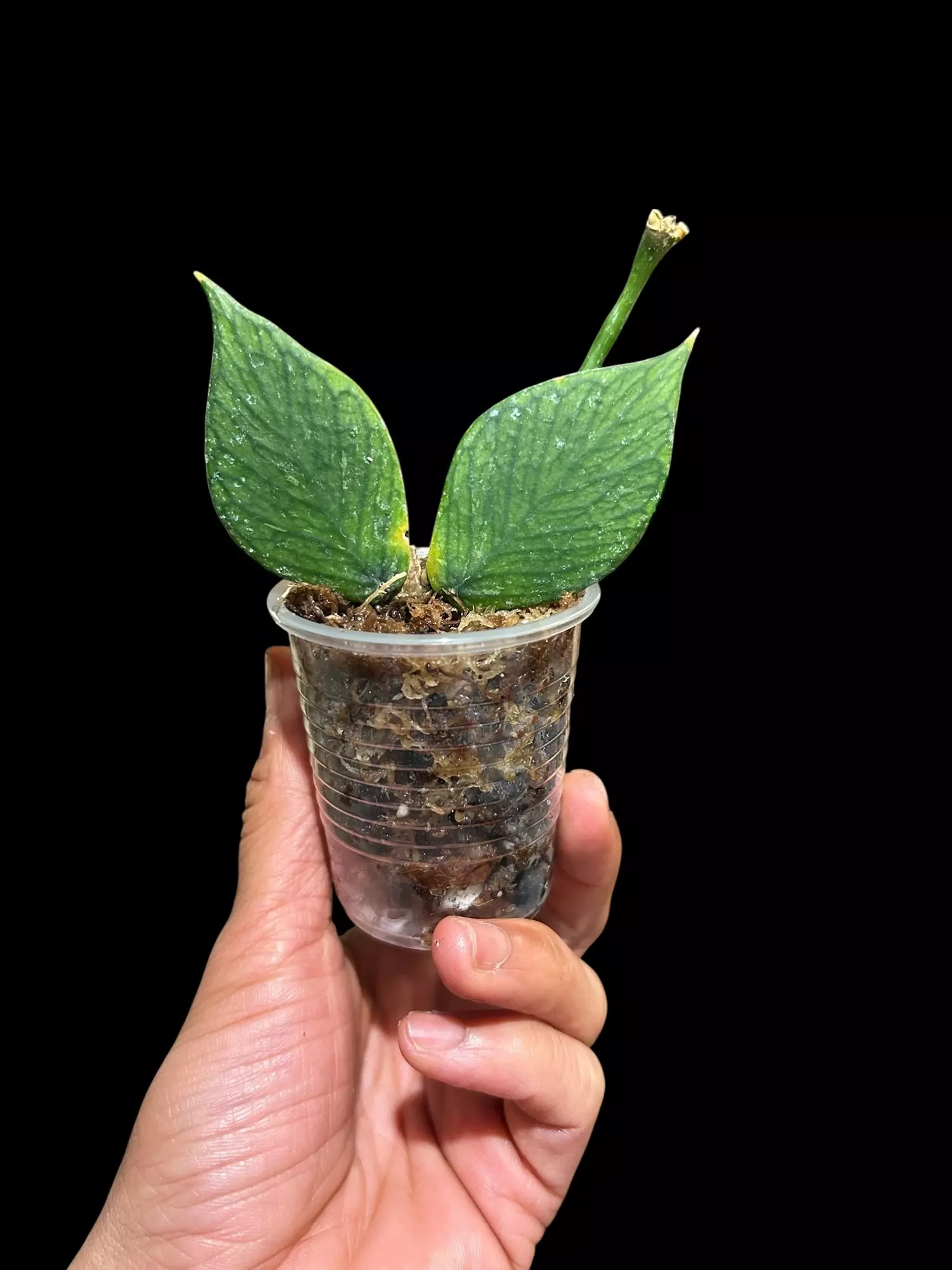 plant/H. Polyneura unrooted-0