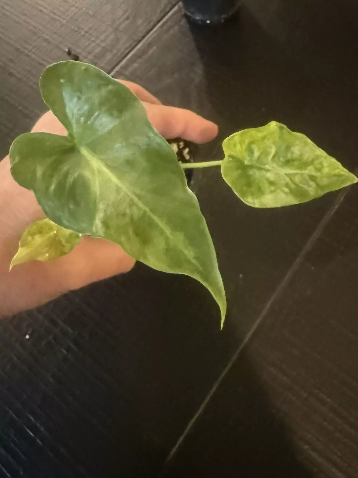 plant/Gageana aurea-0