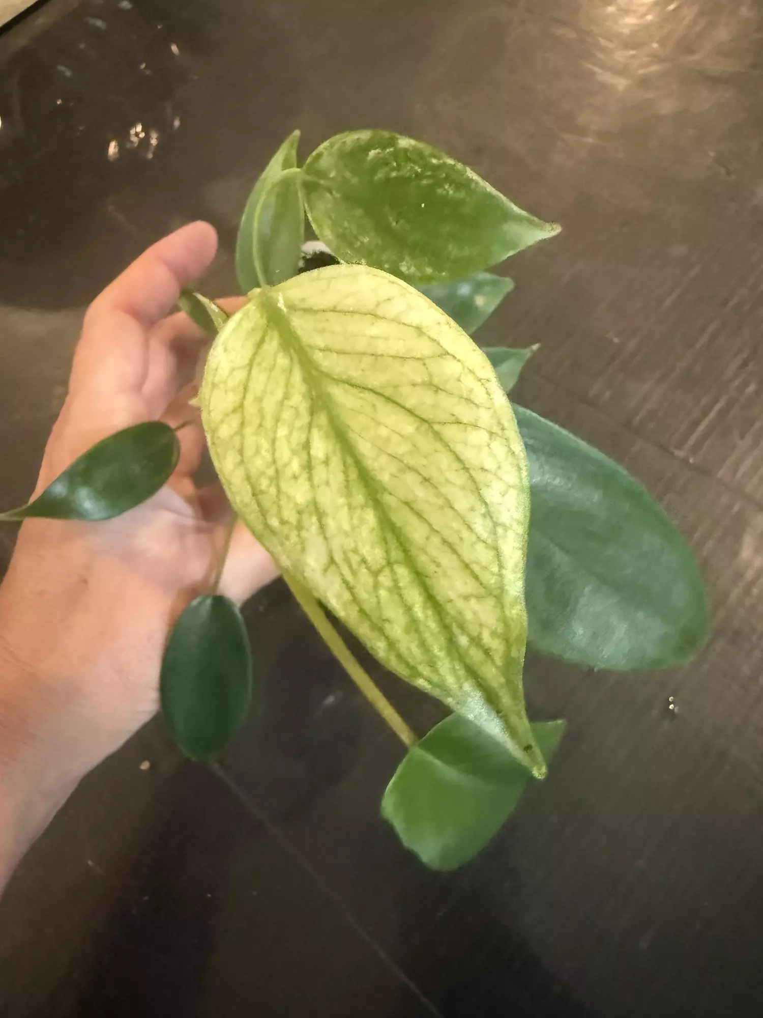 plant/Monstera Mint TC-0