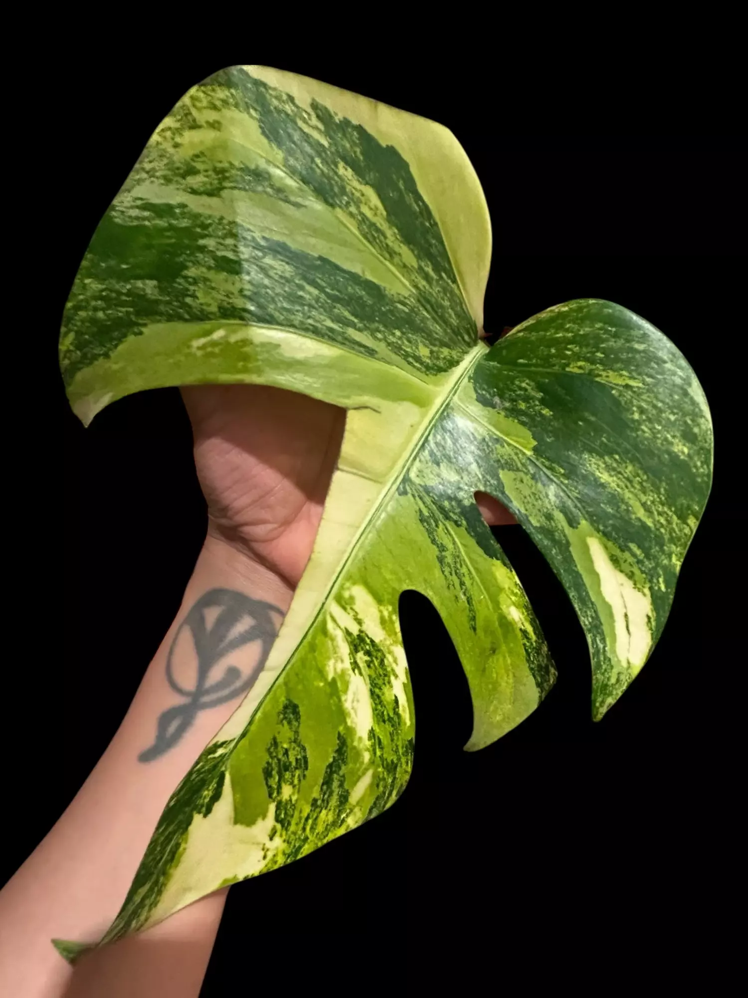 plant/M. Aurea tricolor mid cut-0