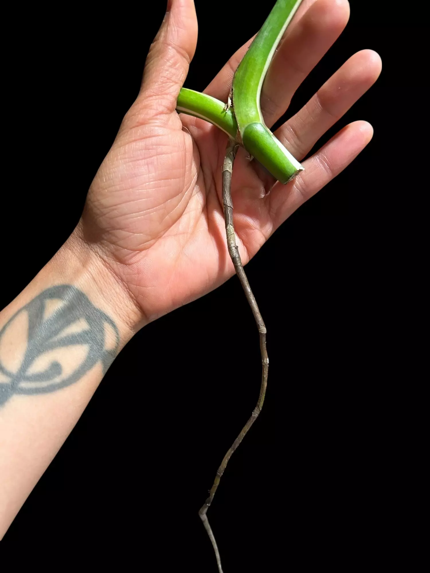 plant/M. Albo mid cut-1