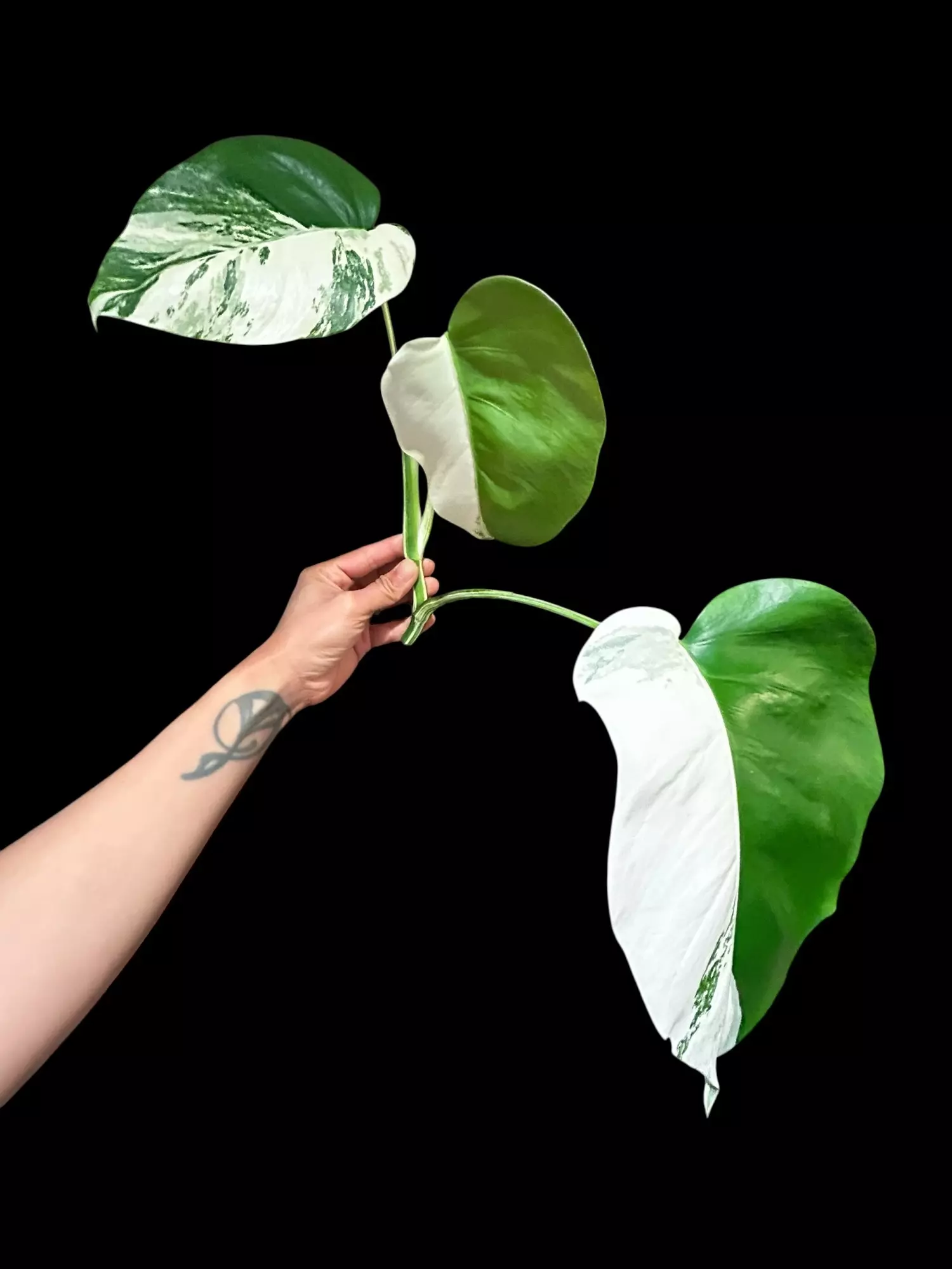 plant/M. Albo 3 leaf half moon top cut-0