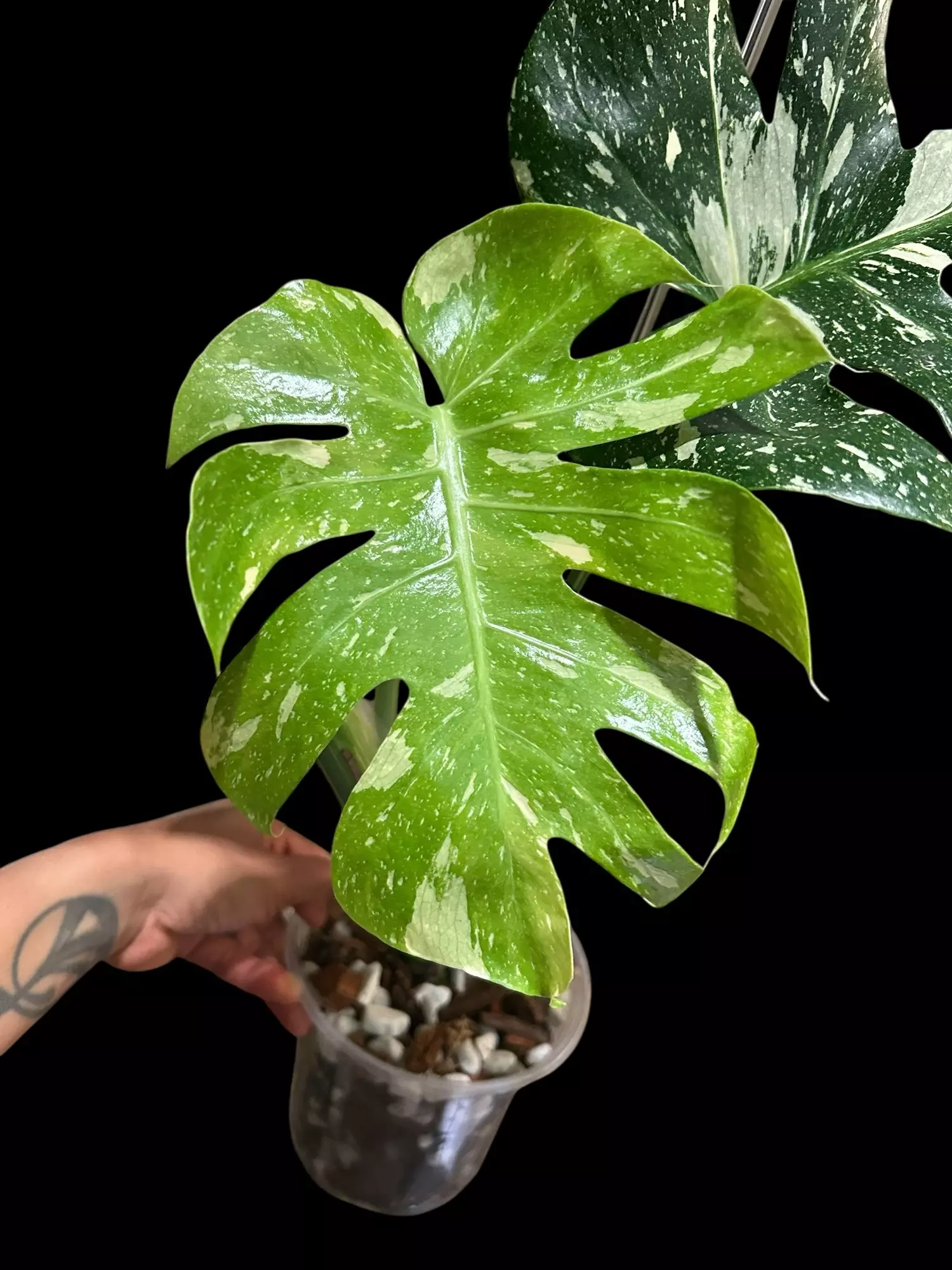 plant/M. Thai constellation-1