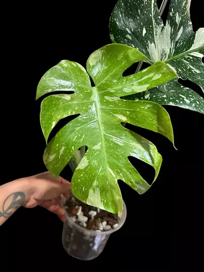 plant/M. Thai constellation-1-thumbnail