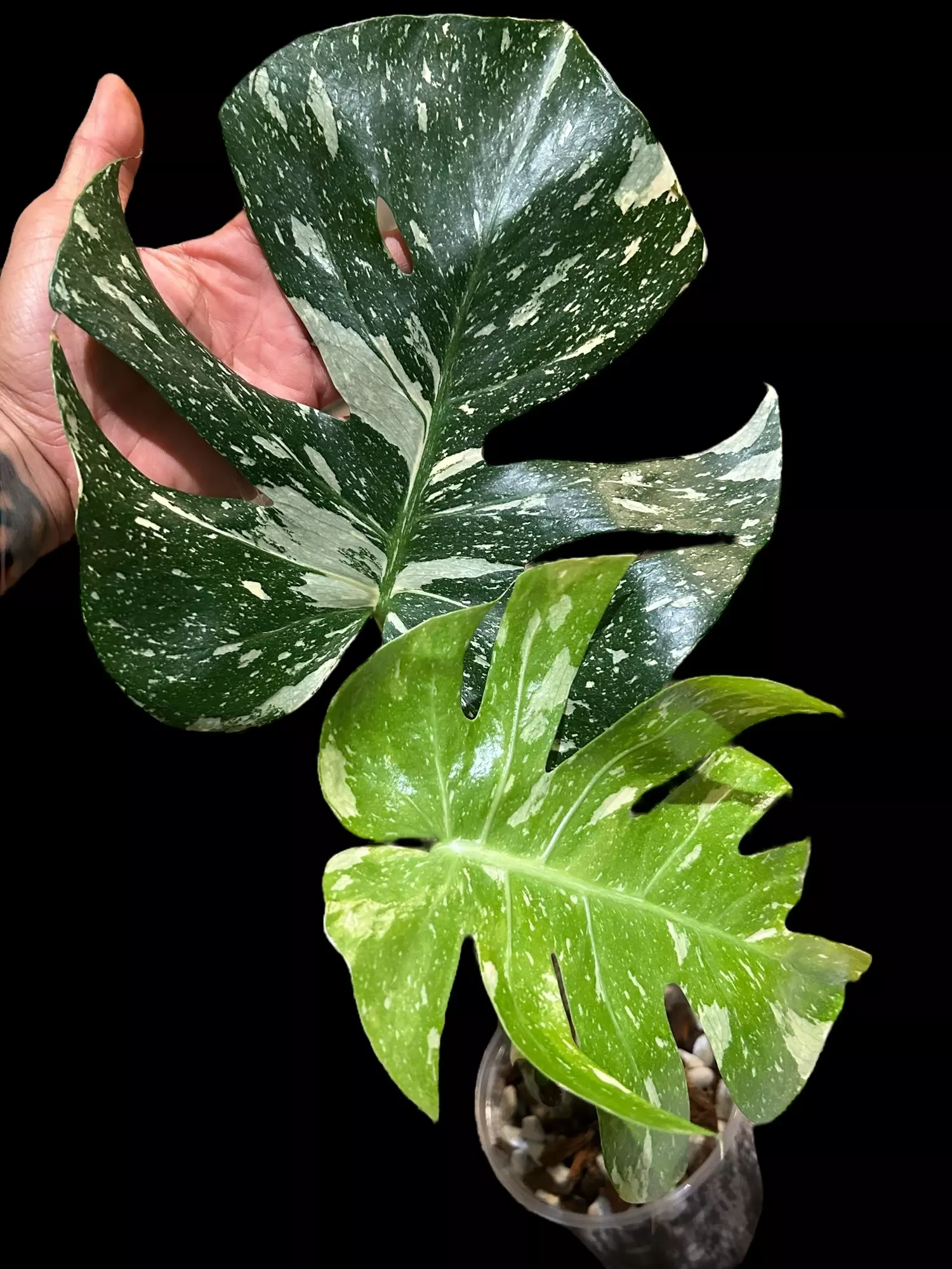 plant/M. Thai constellation-0