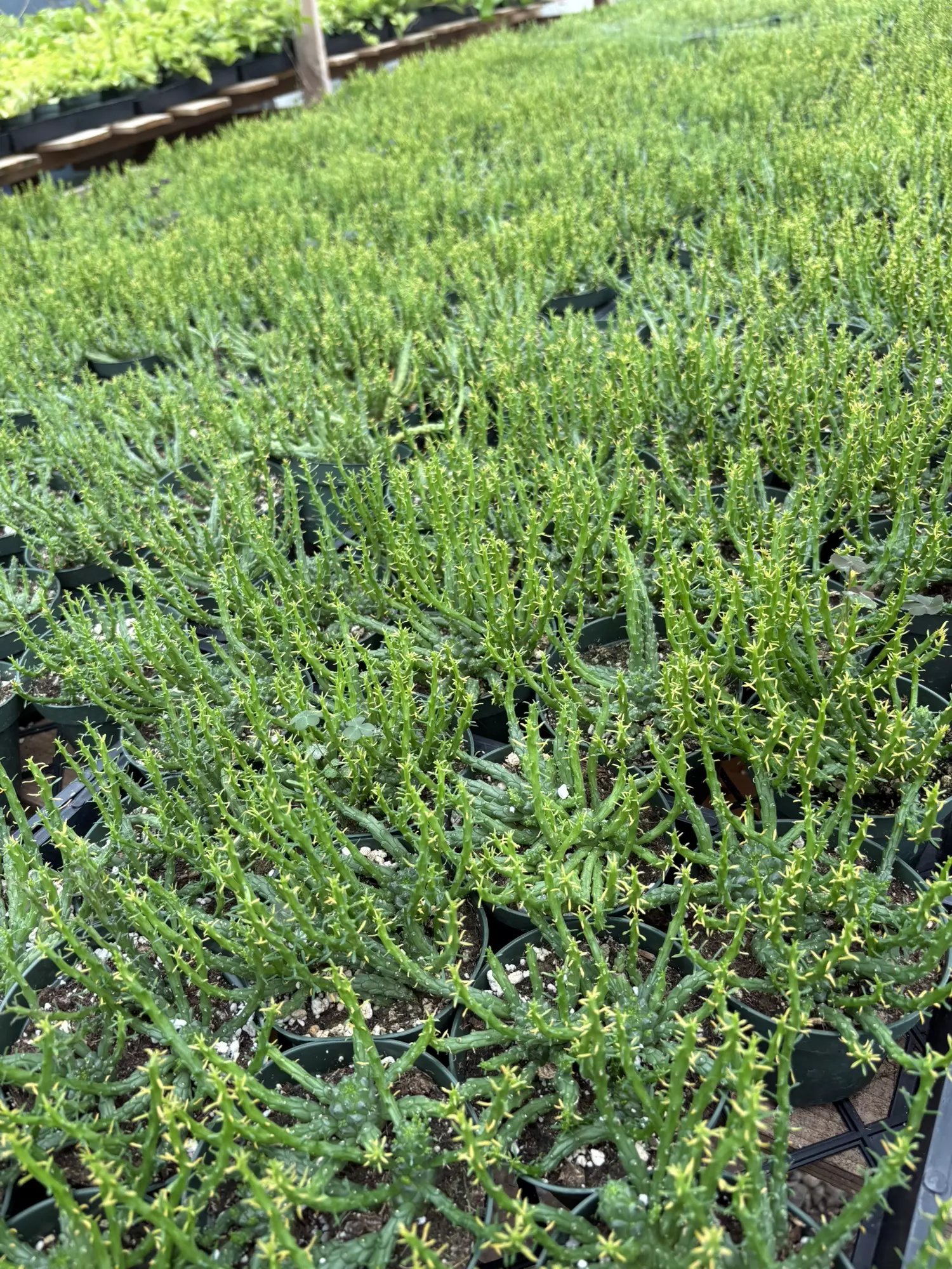 plant/Medusa Headplant 4” - seller’s choice-1