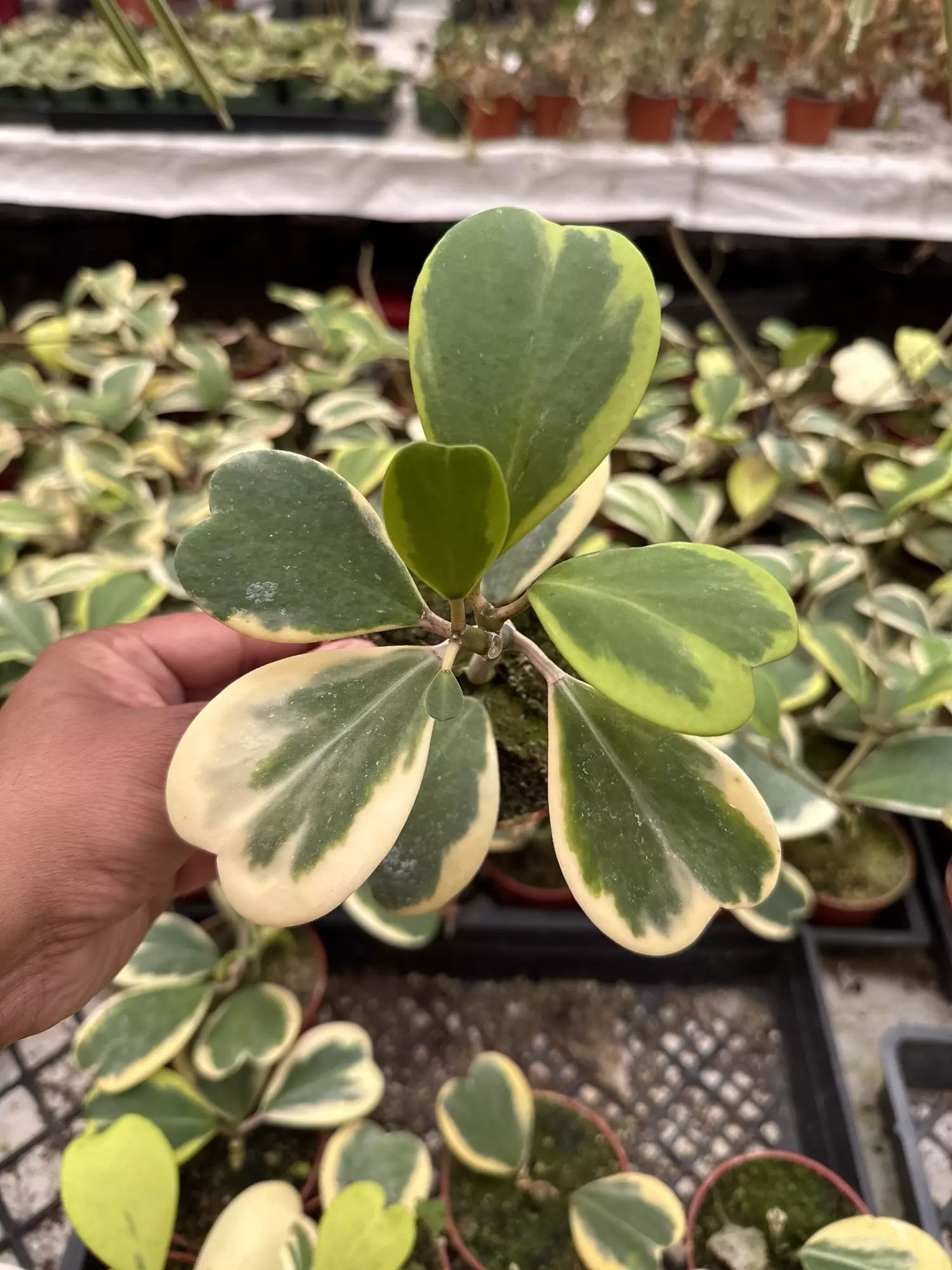 plant/Hoya Kerrii Variegated 4” - seller’s choice-0