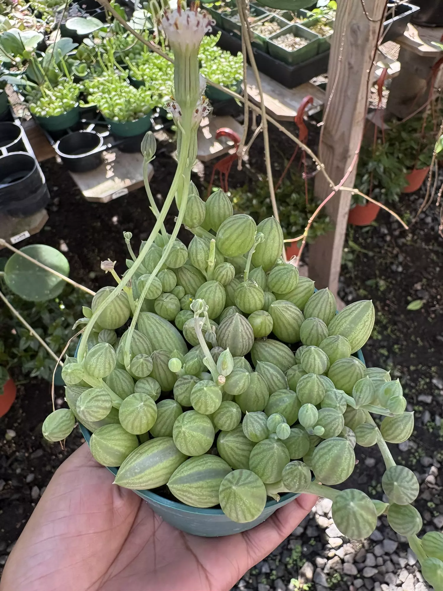 plant/String of Watermelons 4” - seller’s choice-0