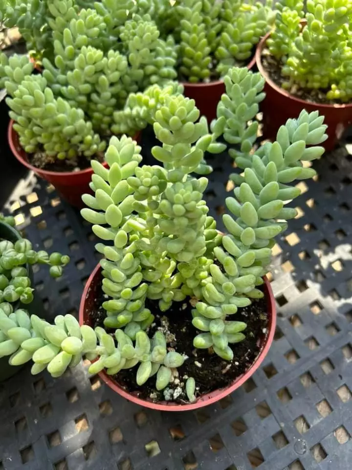 plant/Burro’s Tails 4” - seller’s choice-0