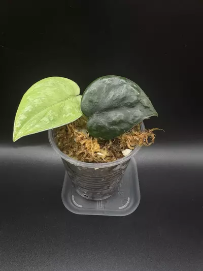 plant/Scindapsus black mamba-0-thumbnail