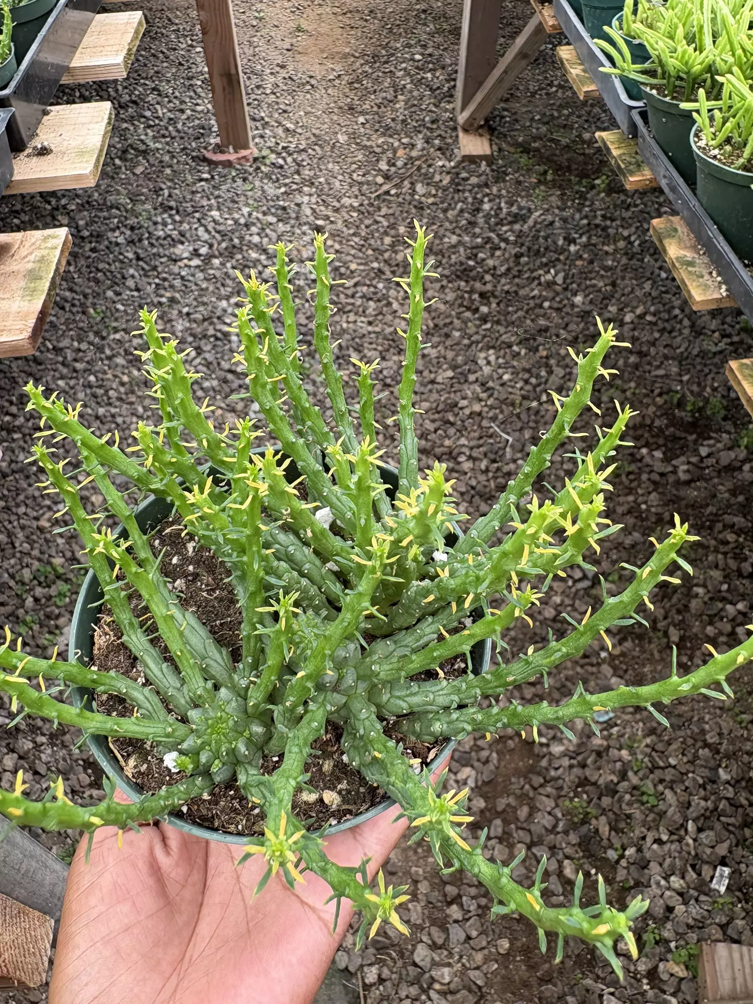 plant/Medusa Headplant 4” - seller’s choice-0