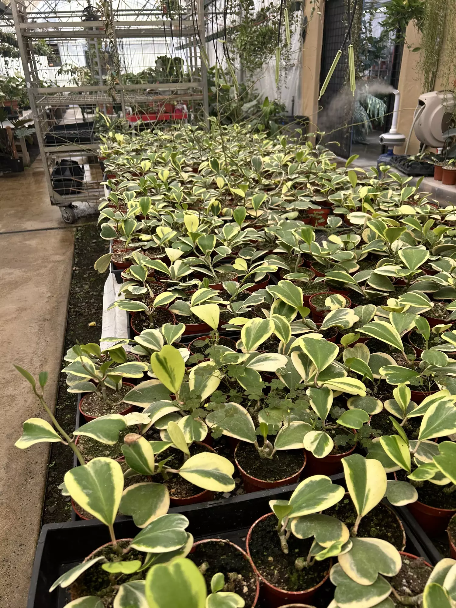 plant/Hoya Kerrii Variegated 4” - seller’s choice-1