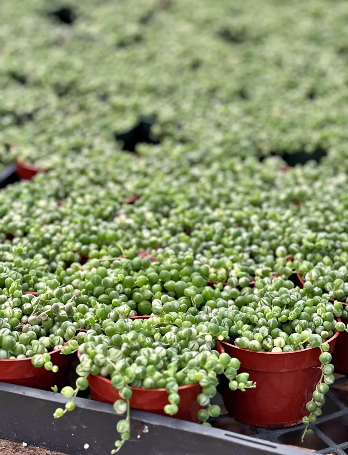 plant/Variegated String of Pearls 4” - seller’s choice-1