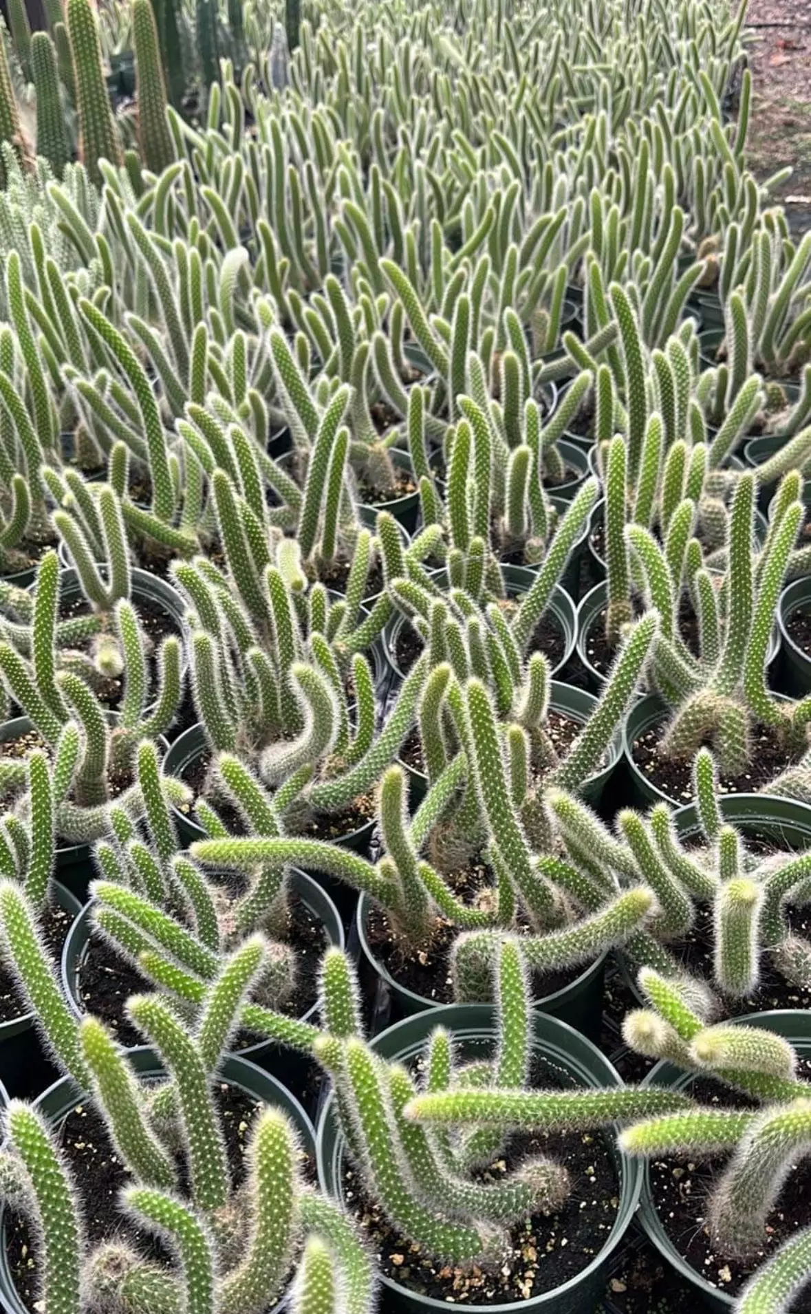 plant/Monkey Tails 4” - seller’s choice-0