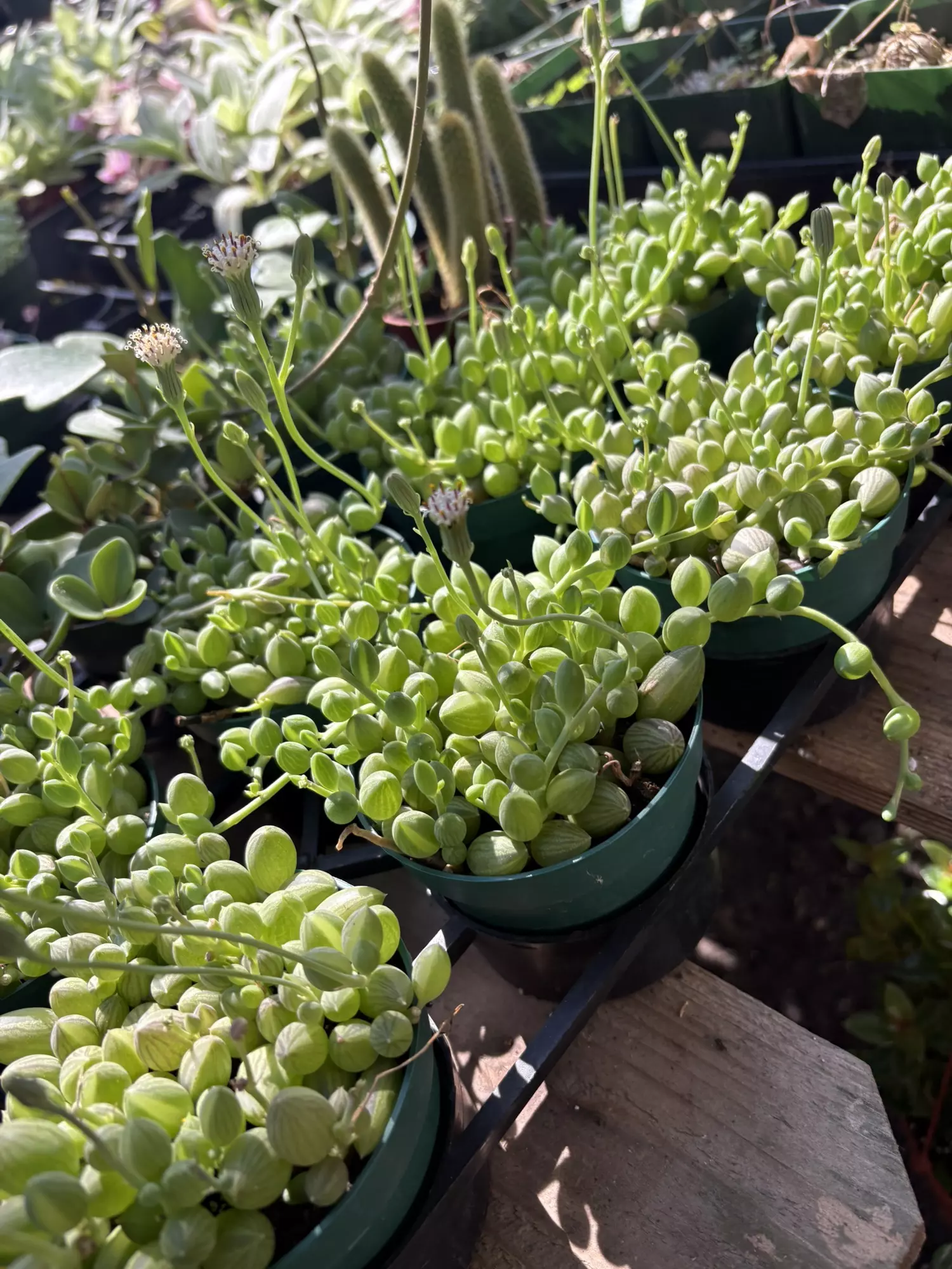 plant/String of Watermelons 4” - seller’s choice-1