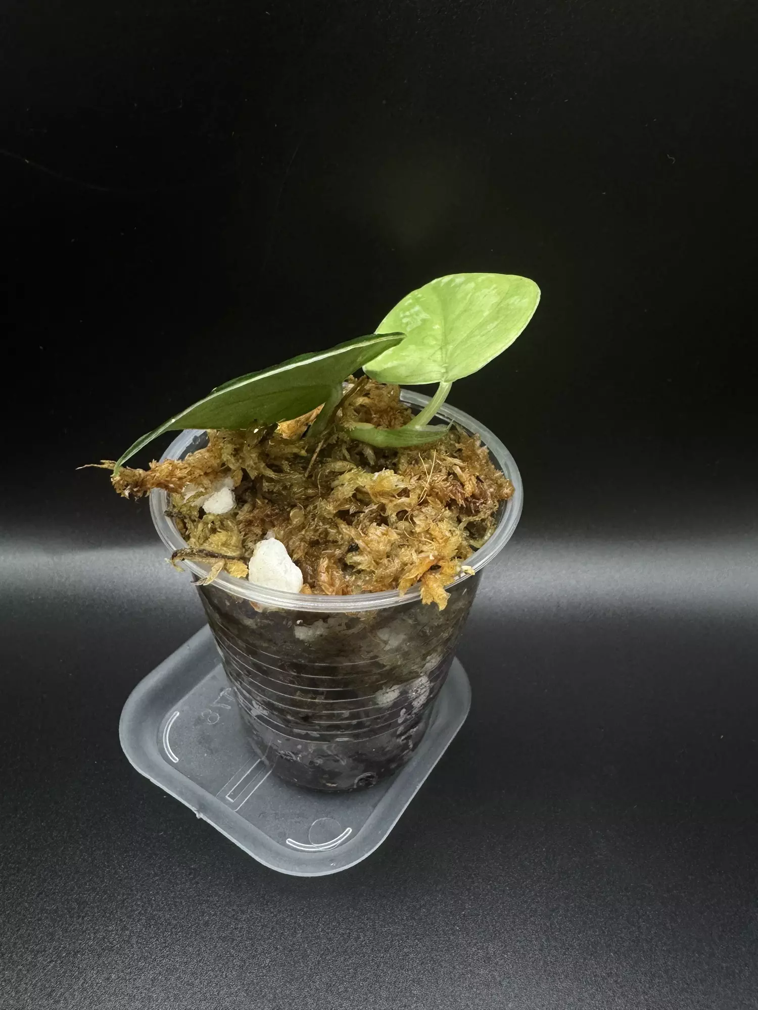 plant/Scindapsus black mamba-1