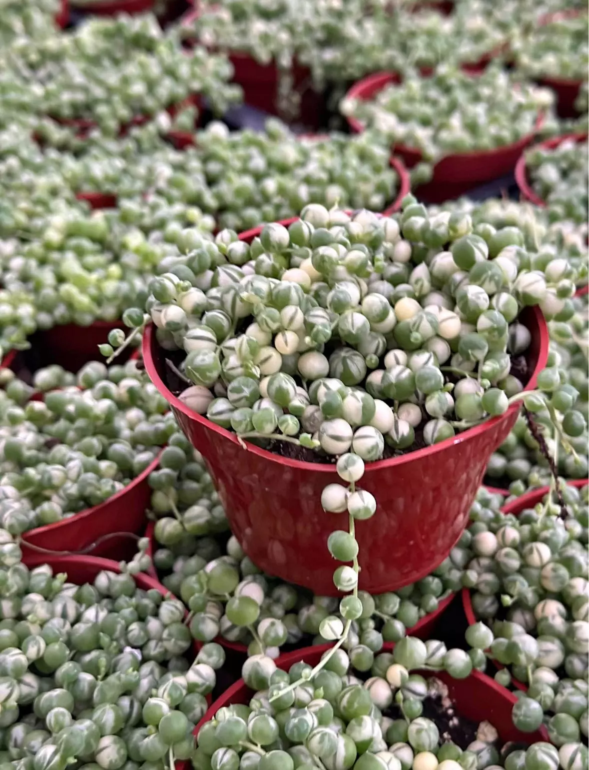 plant/Variegated String of Pearls 4” - seller’s choice-0
