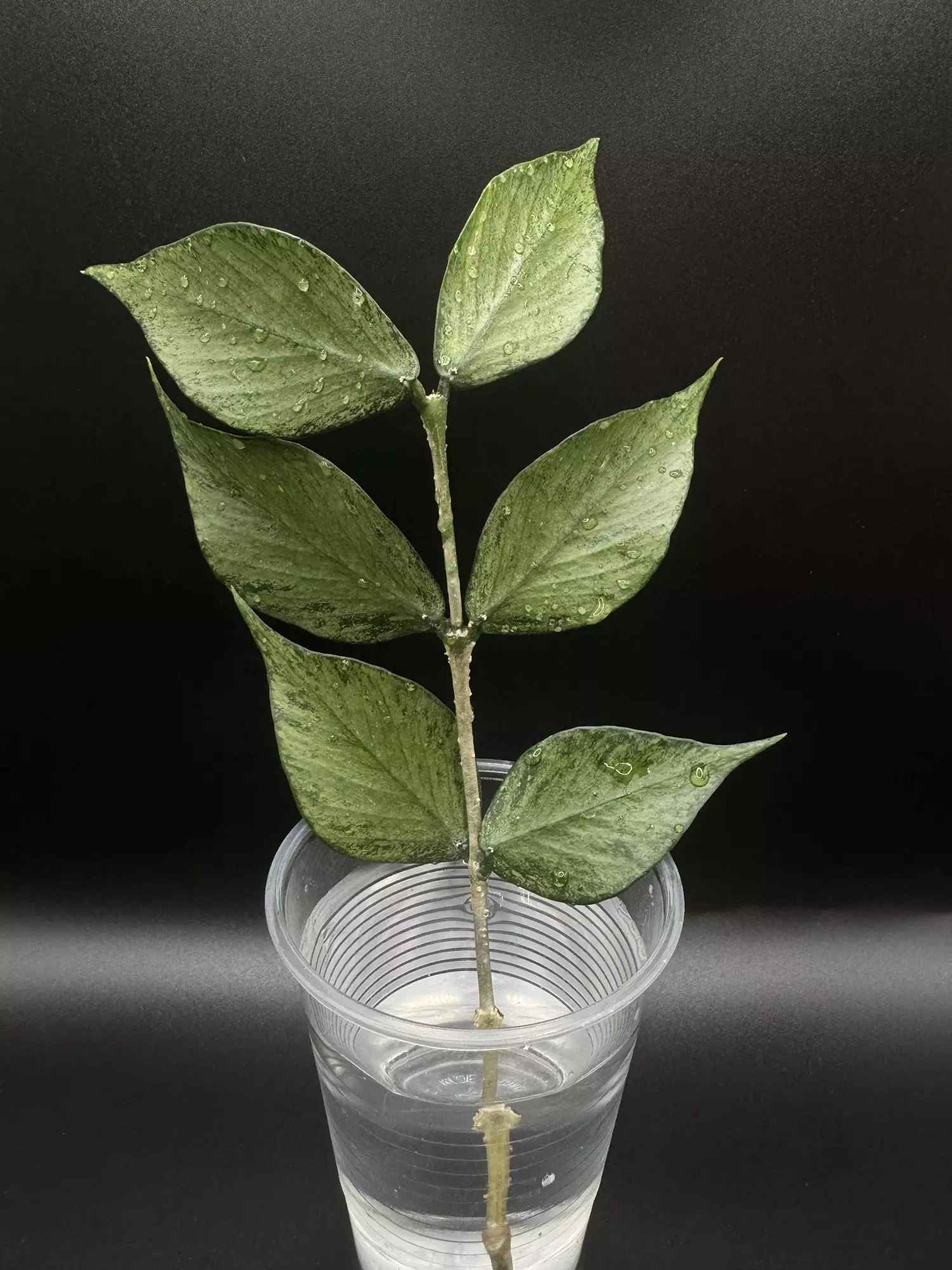 plant/Hoya polyneura silver topcut, 4+ nodes-0