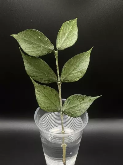 plant/Hoya polyneura silver topcut, 4+ nodes-0-thumbnail