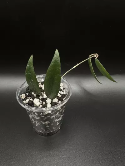 plant/Hoya/Dischidia GPS-88, 2 node midcut-0-thumbnail