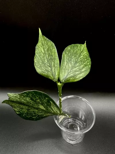 plant/Hoya polyneura broget 2 node topcut-0-thumbnail