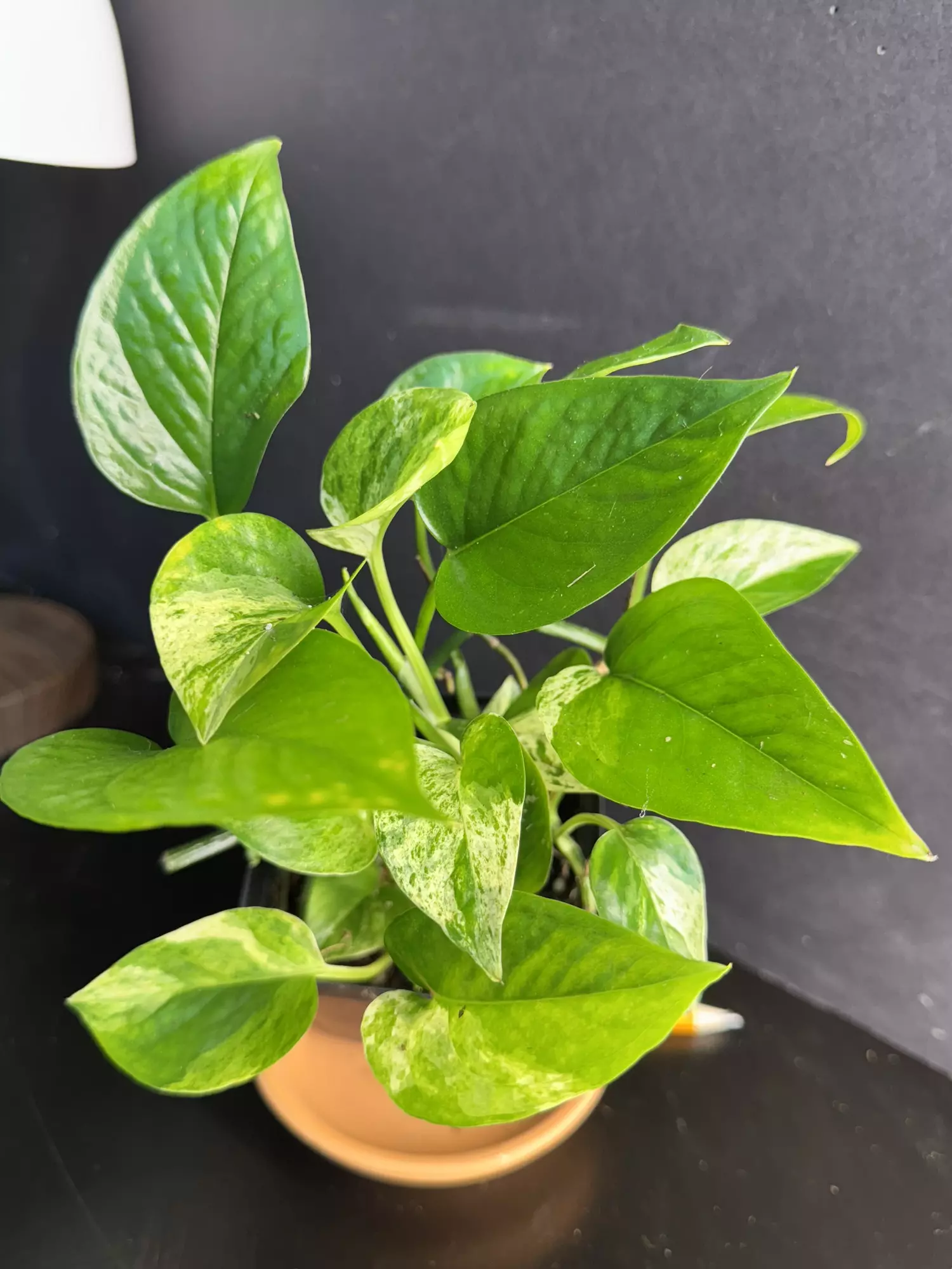 plant/Marble Pothos || P005-0