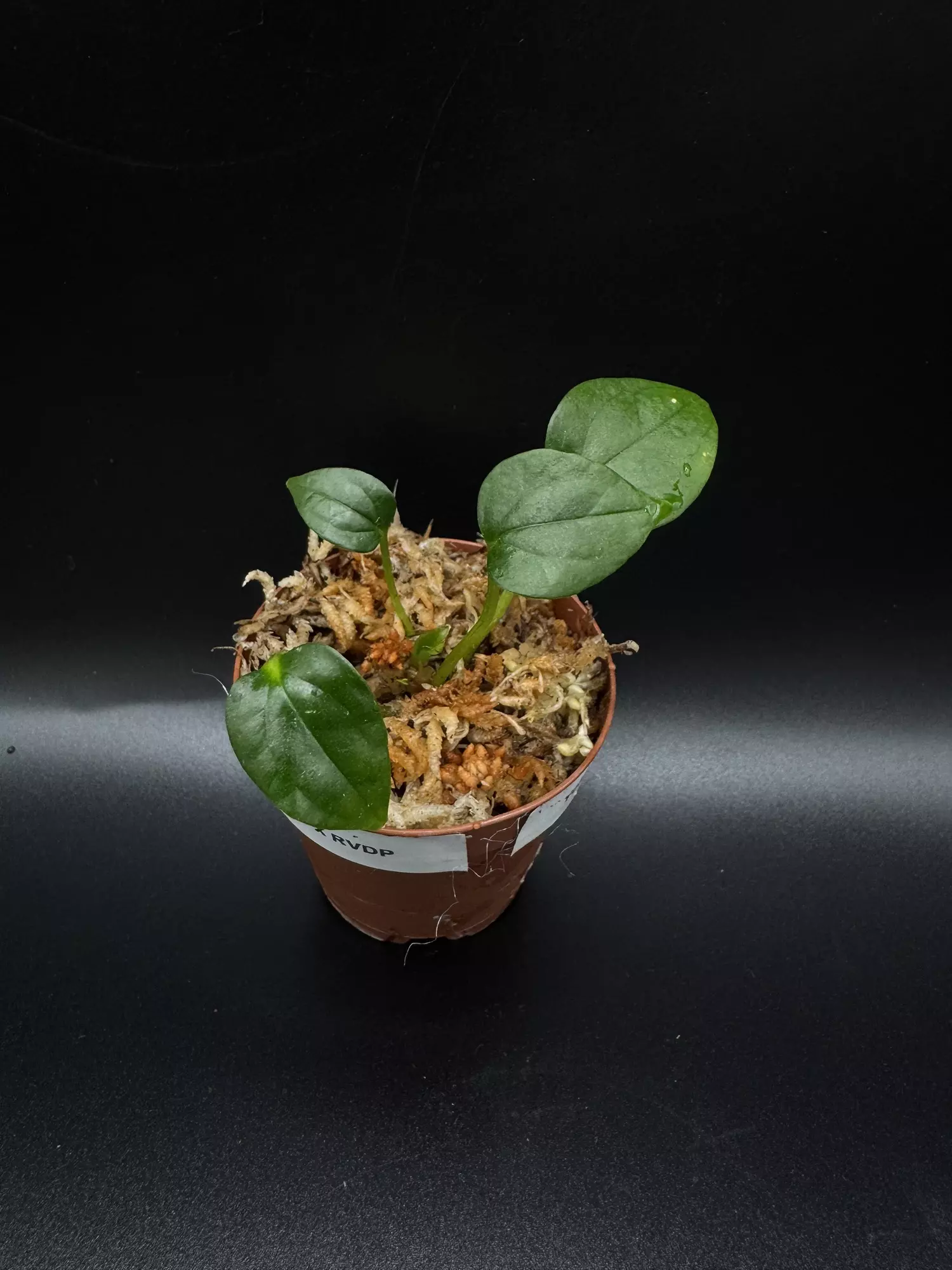 plant/Mr.WW X RVDP seedling-0