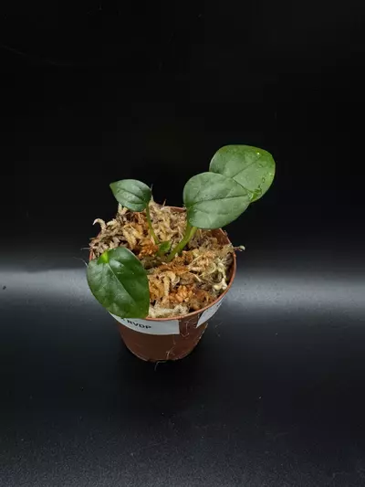 plant/Mr.WW X RVDP seedling-0-thumbnail