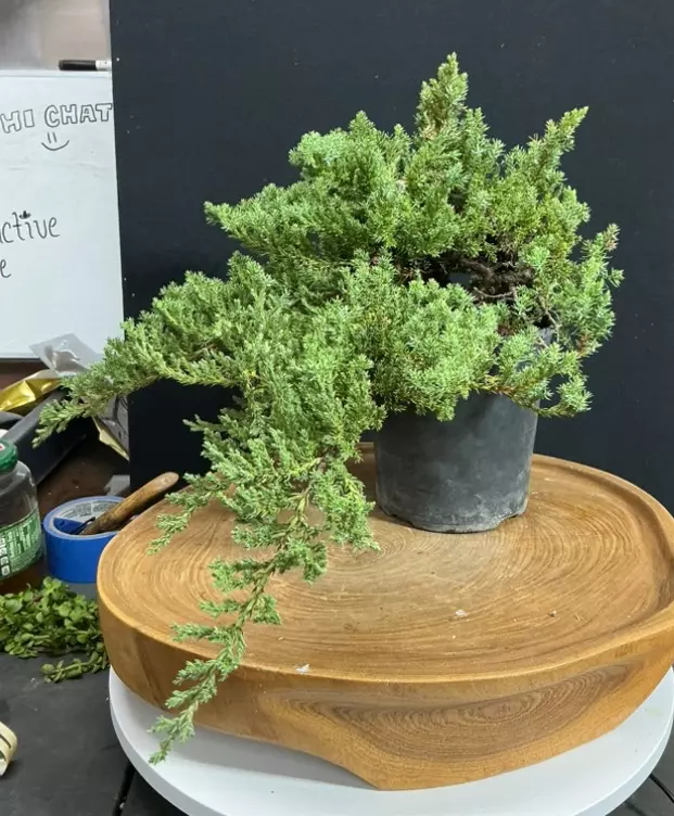 plant/Staked Procumbens nana Junipers (grower’s choice)-0