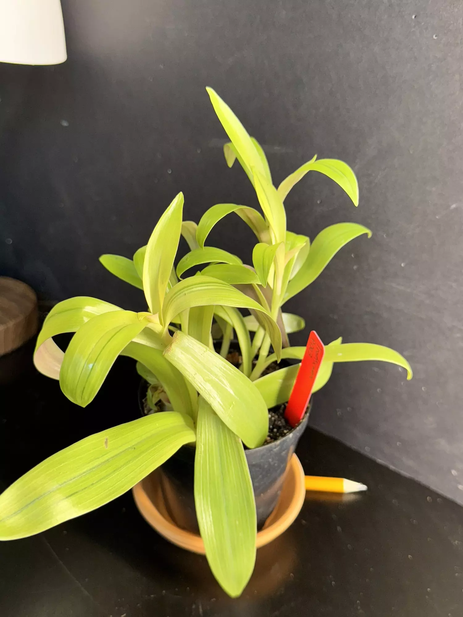 plant/Tradescantia || P003-0